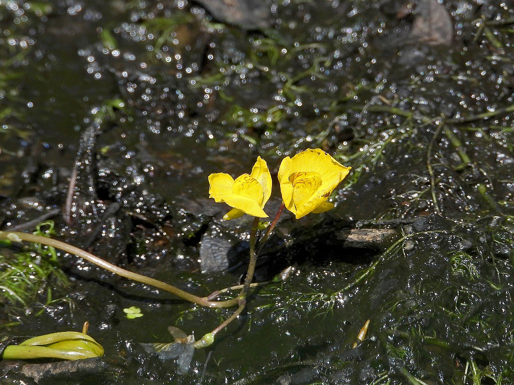 Loos blaasjeskruid [18237] 24-jul-2022 (Haaksbergerveen, Haaksbergen).JPG - Loos blaasjeskruid [Utricularia australis]